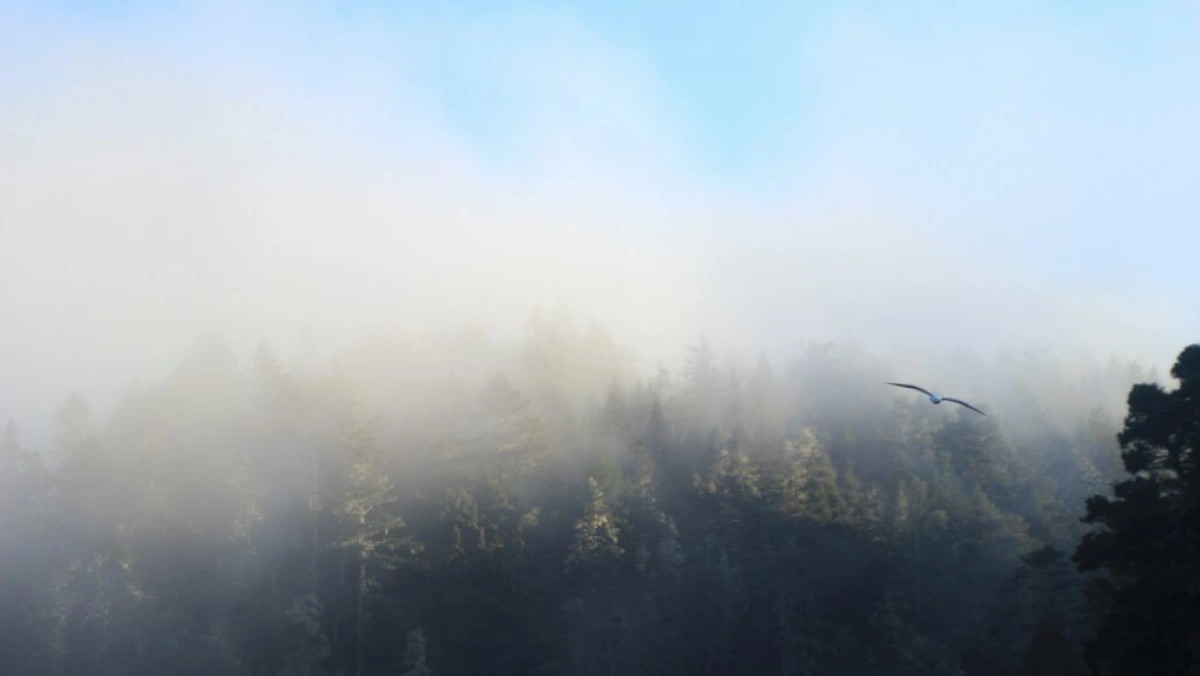 Atmospheric water generation 